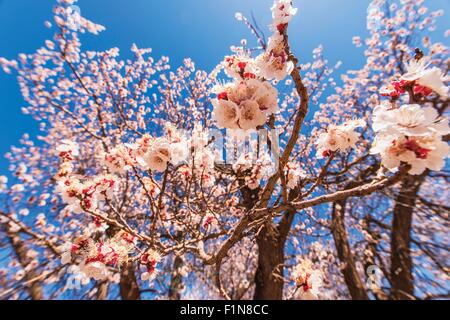 Blühender Baum Nahaufnahme. Frühling im Garten. Blüte-Filialen. Stockfoto