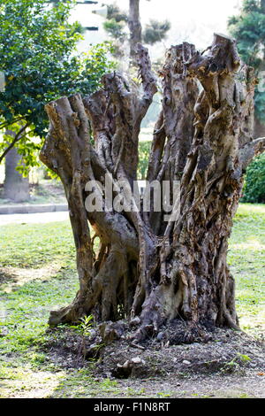 Altwachstum Baumstamm in Taipei park Stockfoto