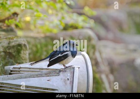 männlichen Oriental Magpie Robin stehen auf Felsen in der Nähe von See, Copsychus saularis Stockfoto