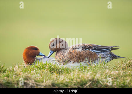 Eine männlichen und weiblichen eurasischen Pfeifenten ruht zusammen in eine grüne Wiese. Stockfoto