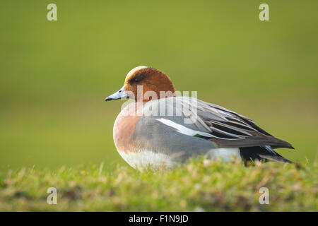 Eine männliche eurasischen Pfeifenten ruht in einer grünen Wiese. Stockfoto