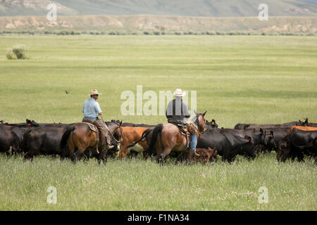 Walden, Colorado - Cowboys Rinder durch eine Weide auf einer Ranch unterhalb der Medicine Bow Berge bewegen. Stockfoto