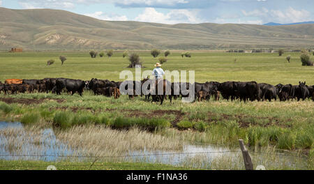 Walden, Colorado - Cowboys bewegt sich Rinder durch eine Wiese auf einer Ranch. Stockfoto