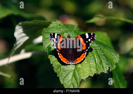 Nahaufnahme der Schmetterling sitzt auf einem Blatt. Geringe Schärfentiefe. Stockfoto