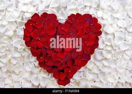 Rose Blumenblätter Herz. Roten Blüten Herzen auf weißen Rosenblüten. Valentinstag-Thema. Gelegenheiten-Foto-Sammlung. Stockfoto