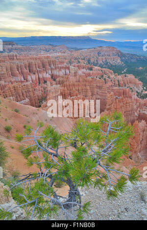 Blick vom Rim Trail zwischen Sonnenuntergang und Inspiration Punkt im Bryce-Canyon-Nationalpark im Südwesten von Utah Stockfoto