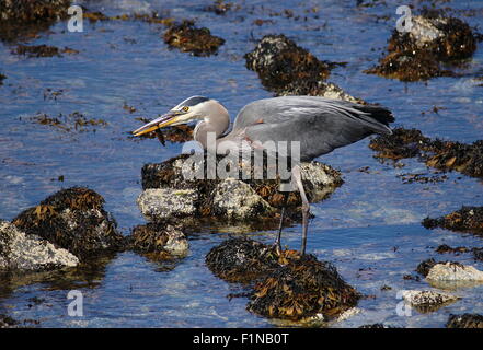 Great Blue Heron Fang von Fischen Hals Point Park, Nanaimo, British Columbia, Kanada. Stockfoto