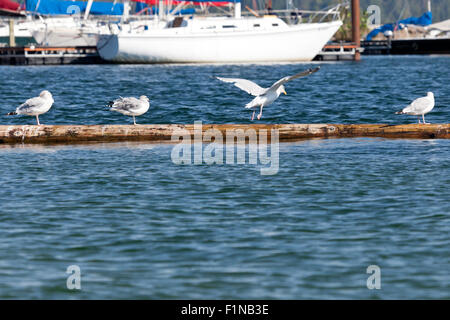 Vier Möwen in verschiedenen Stadien der Aktivität auf einem Baumstamm schweben in einer Marina im Norden von Idaho. Stockfoto