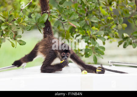 Eine braune Klammeraffe hält an einem Baum wie er Guavafrüchte auf der Vorderseite eines Bootes in Belize isst. Stockfoto