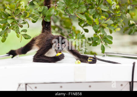 Eine braune Klammeraffe hält an einem Baum wie er Guavafrüchte auf der Vorderseite eines Bootes in Belize isst. Stockfoto