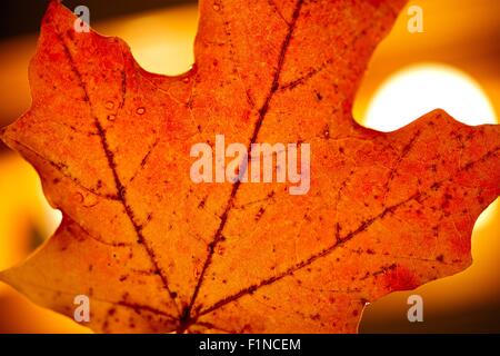 Rot-Ahorn Blatt Hintergrund. Herbst-Thema mit Red Maple Leaf. Nature-Kollektion. Stockfoto