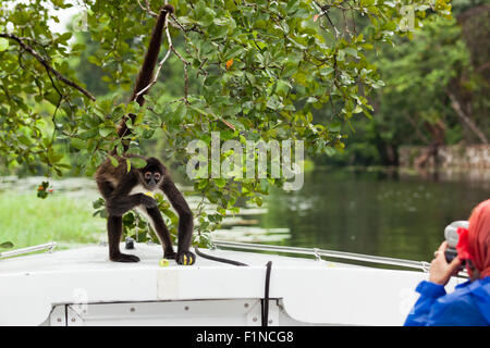 Ein Klammeraffe hält sich an einem Baum auf dem Bogen ein Touristenboot etwas Obst zu essen, während Menschen fotografieren. Stockfoto