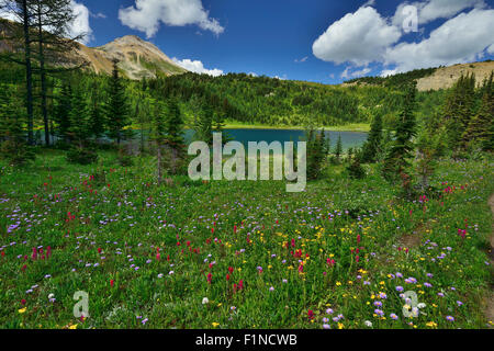 Wildblumen blühen durch die Howard Douglas See im Sommer Stockfoto