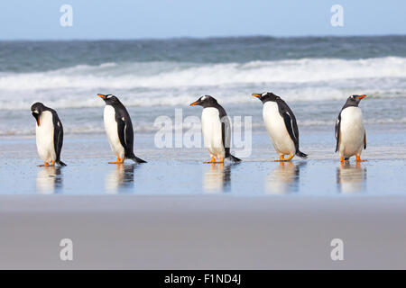 Fünf Gentoo Penguins in Folge am Ufer Rand. Falkland-Inseln. Stockfoto