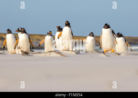 Gentoo (Pygoscelis Papua) Pinguinkolonie am Strand, Falkland-Inseln. Stockfoto
