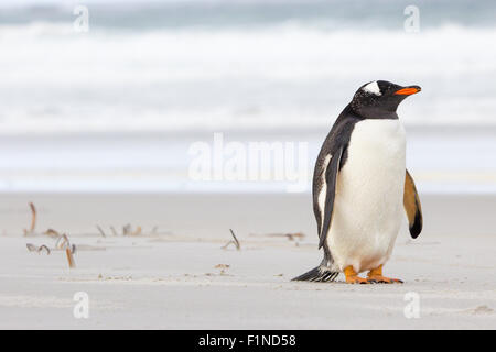 Niedliche kleine Gentoo Penguin Ruhe am Strand. Falkland-Inseln Stockfoto