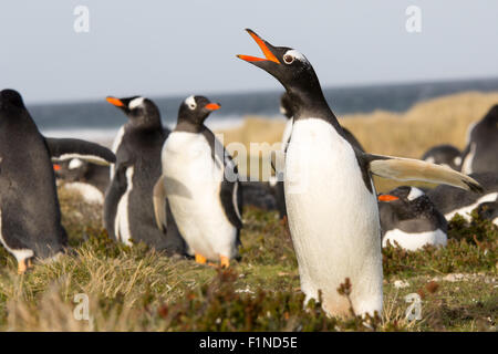 Pinguin (Gentoo) ruft in der Kolonie. Falkland. Stockfoto