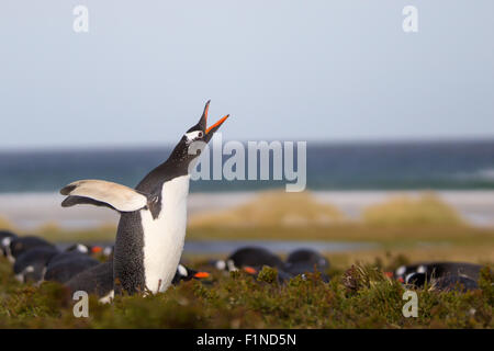 Gentoo Penguin aufrufen aus seiner Kolonie. Falkland-Inseln. Stockfoto