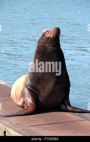 Seelöwen in der Sonne aalen. Stockfoto