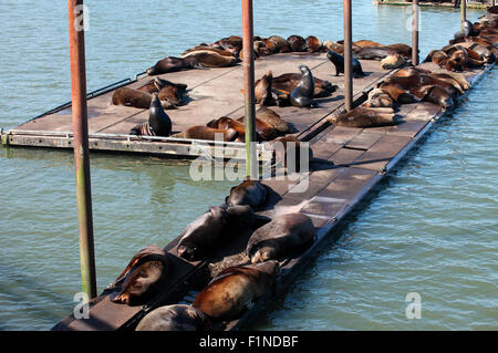 Seelöwen-sonnen sich auf der warmen Sonne auf einer Plattform in Astoria, Oregon. Stockfoto