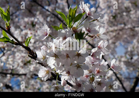 Nahaufnahme von Obst Blumen im frühesten Frühling Stockfoto