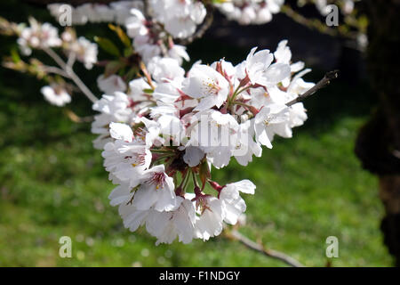 Nahaufnahme von Obst Blumen im frühesten Frühling Stockfoto