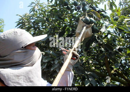 Chincha. 3. Sep 2015. Bild aufgenommen am 3. September 2015 zeigt ein Landwirt Hass Avocados in El Carmen, Chincha Provinz, Departement Ica, Peru zu sammeln. Der Hass Avocado, einmal ausgereift, kann auf dem Baum für mehrere Monate offensichtliche Verschlechterung, insbesondere bei kühlerem Wetter bleiben. 8. Weltkongress für die Avocado wird in der Stadt von Lima, Peru, vom 13. September bis 18 September stattfinden. © Luis Camacho/Xinhua/Alamy Live-Nachrichten Stockfoto