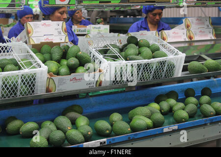 Chincha. 3. Sep 2015. Bild aufgenommen am 3. September 2015 zeigt Mitarbeiter auswählen Hass Avocados in El Carmen, Chincha Provinz, Departement Ica, Peru. Der Hass Avocado, einmal ausgereift, kann auf dem Baum für mehrere Monate offensichtliche Verschlechterung, insbesondere bei kühlerem Wetter bleiben. 8. Weltkongress für die Avocado wird in der Stadt von Lima, Peru, vom 13. September bis 18 September stattfinden. © Luis Camacho/Xinhua/Alamy Live-Nachrichten Stockfoto