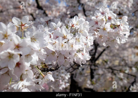 Nahaufnahme von Obst Blumen im frühesten Frühling Stockfoto