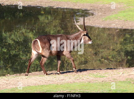 Männlichen afrikanischen Ellipsen Wasserbock (Kobus Ellipsiprymnus Ellipsiprymnus) zu Fuß in der Nähe einer Wasserstelle Stockfoto