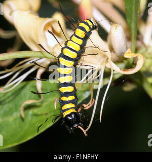 Exotische gelbe und schwarze Europäische Erle Falter Raupe (Acronicta Alni) Stockfoto