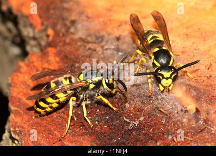 Gemeinsamen europäischen Wespen (Vespula Vulgaris) Fütterung auf auf Baumharz Stockfoto