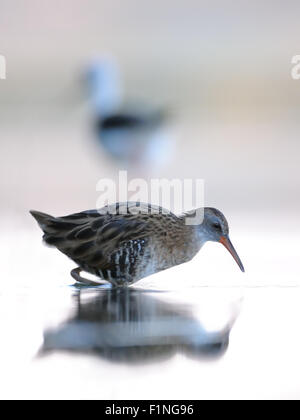 Reflektierte Wasser-Schiene im Flachwasser Stockfoto