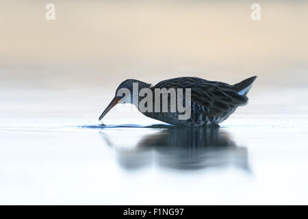 Reflektierte Wasser-Schiene im Flachwasser Stockfoto