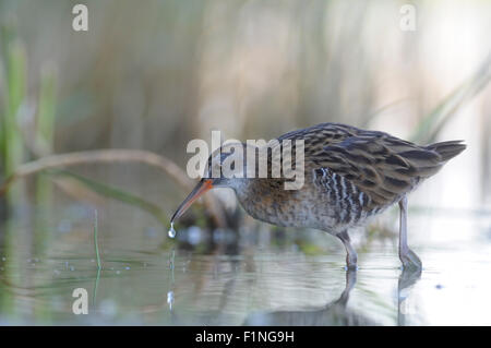 Wasser-Schiene im Morgen Schilf Stockfoto