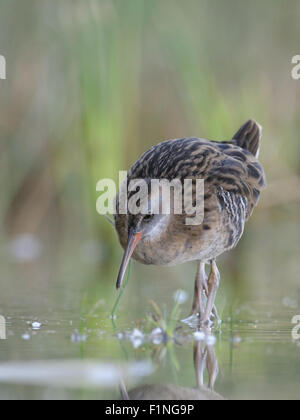 Wasser-Schiene im Morgen Schilf Stockfoto