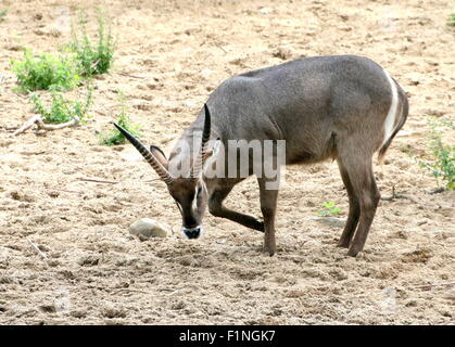 Männlichen afrikanischen Ellipsen Wasserbock (Kobus Ellipsiprymnus Ellipsiprymnus) Stockfoto