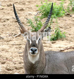 Porträt-Nahaufnahme von einem männlichen afrikanischen Ellipsen Wasserbock (Kobus Ellipsiprymnus Ellipsiprymnus) Stockfoto