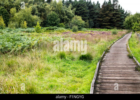 Ein Holzsteg Fußweg durch die Landschaft Stockfoto