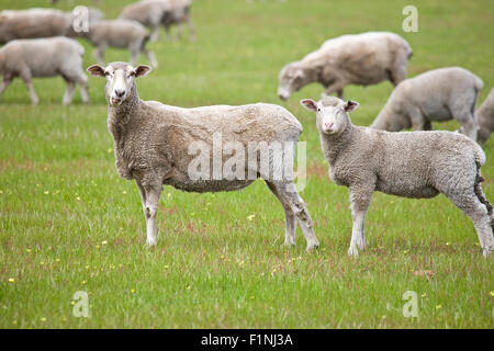 Neugierige Schafe Stockfoto
