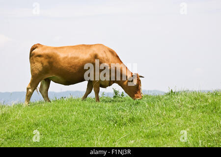 Shorthorn Rinderfütterung Rasen Stockfoto