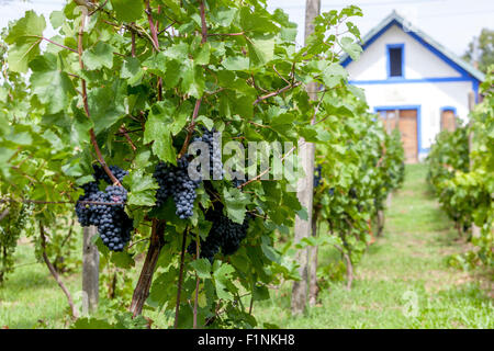 Tschechische Weinberge, Mährischer Weinkeller im Weinberg, Weinregion Znojmo, Novy Saldorf, Südmähren, Tschechien, Europa Stockfoto