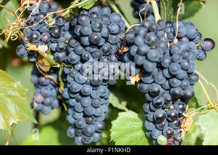 Wein Region Valtice, Trauben am Weinstock, Südmähren, Tschechische Republik, Europa Stockfoto