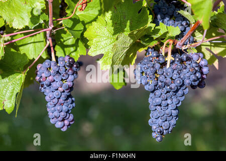 Wein Region Valtice, Trauben am Weinstock, Südmähren, Tschechische Republik, Europa Stockfoto