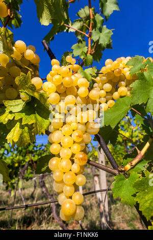 Weinregion Slovacko, Trauben am Rebstock, Südmähren, Tschechien, Europa Trauben im Betrieb Weintrauben für die Weißweinproduktion Stockfoto