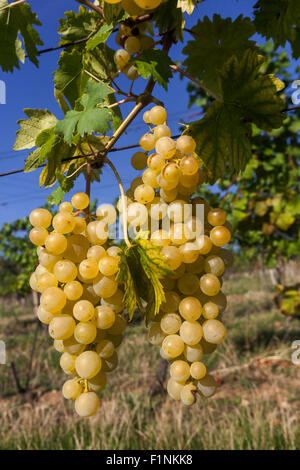 Reifung der Trauben auf der Rebe. Ein paar Trauben auf der Weinrebe. Trauben in pflanzlichen Weißweintrauben Stockfoto