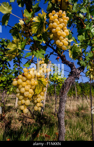 Trauben auf Weinreben, Weinregion Slovacko, Südmähren, Tschechische Republik Weintrauben in der Pflanze Stockfoto