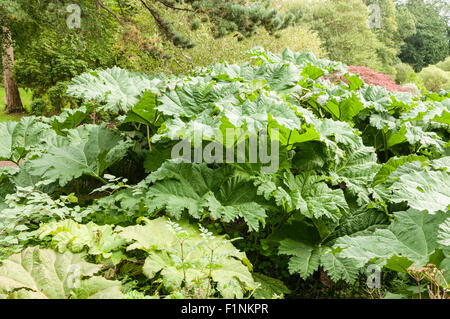 Blätter der Pflanze gunnera Stockfoto