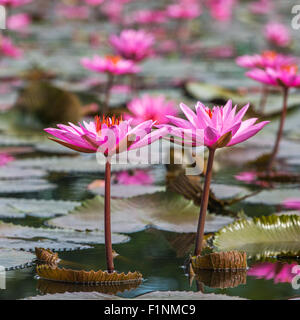 Schöne rosa Seerose closeup Stockfoto