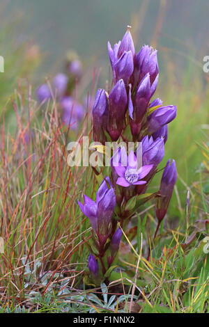 Gentianella Germanica. Dolomiten Stockfoto